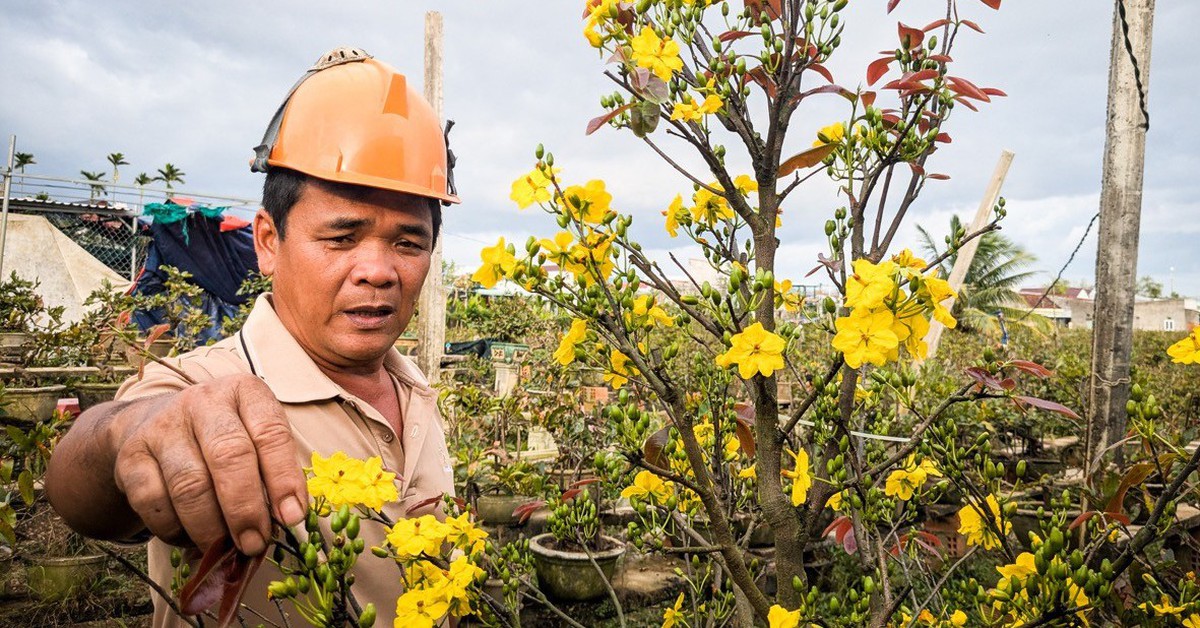 Tan hoang những 'thủ phủ' hoa Tết ở miền Trung