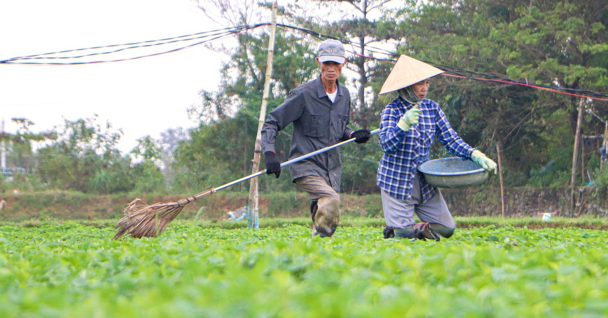 Bầu, mướp, khổ qua... chết sạch sau lũ, nhà vườn Đà Nẵng chạy đua trồng để kịp bán Tết Nguyên đán