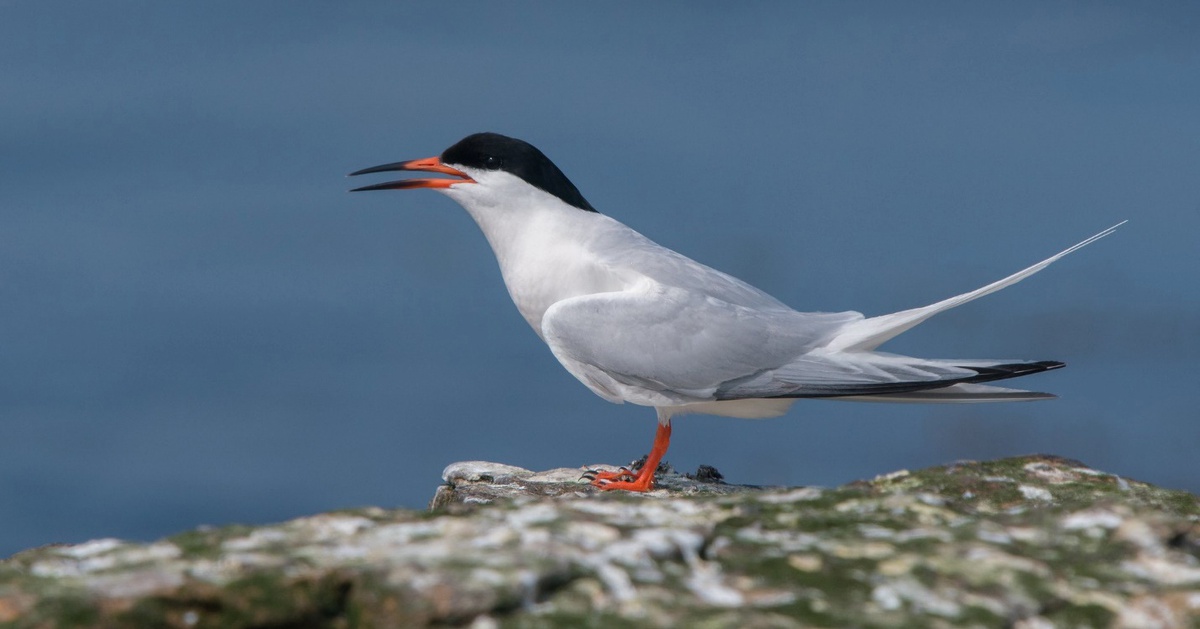 Chim hiếm đe dọa phá hỏng cuộc cách mạng hạt nhân mini của Anh