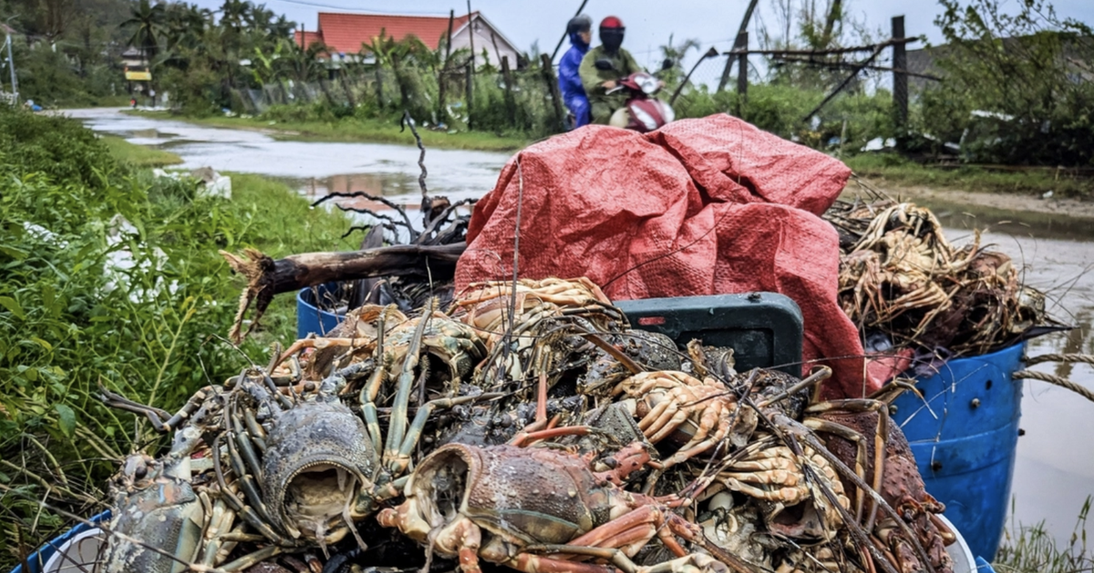 Người nuôi tôm hùm ở vùng Phú Yên thiệt hại hàng ngàn tỉ đồng