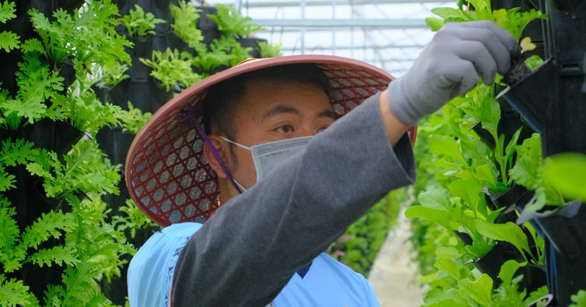 Thuê đất, trồng vườn trở thành Lifestyle ‘hái ra tiền’ đối với cư dân đô thị