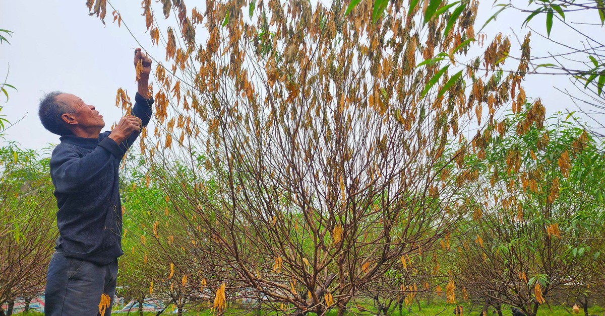 Người dân ở thủ phủ đào phai Hà Tĩnh lo mất vụ Tết vì đào chết hàng loạt