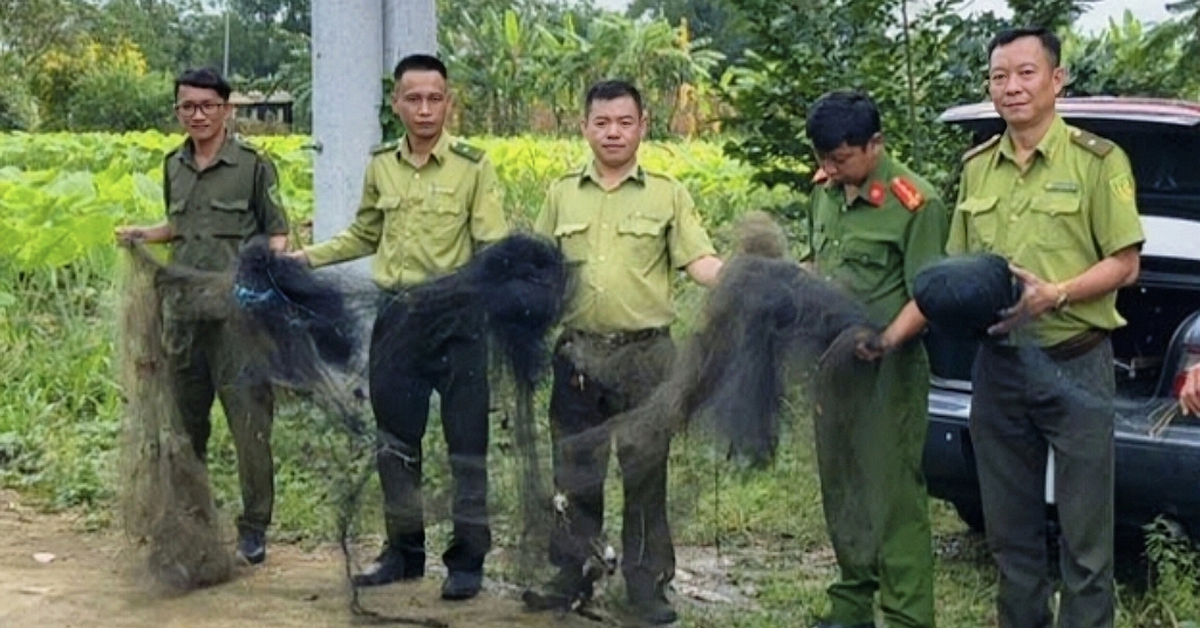 Kiểm lâm TP.HCM tháo gỡ 500m lưới giăng bẫy chim trời ở cù lao Thạnh Hội