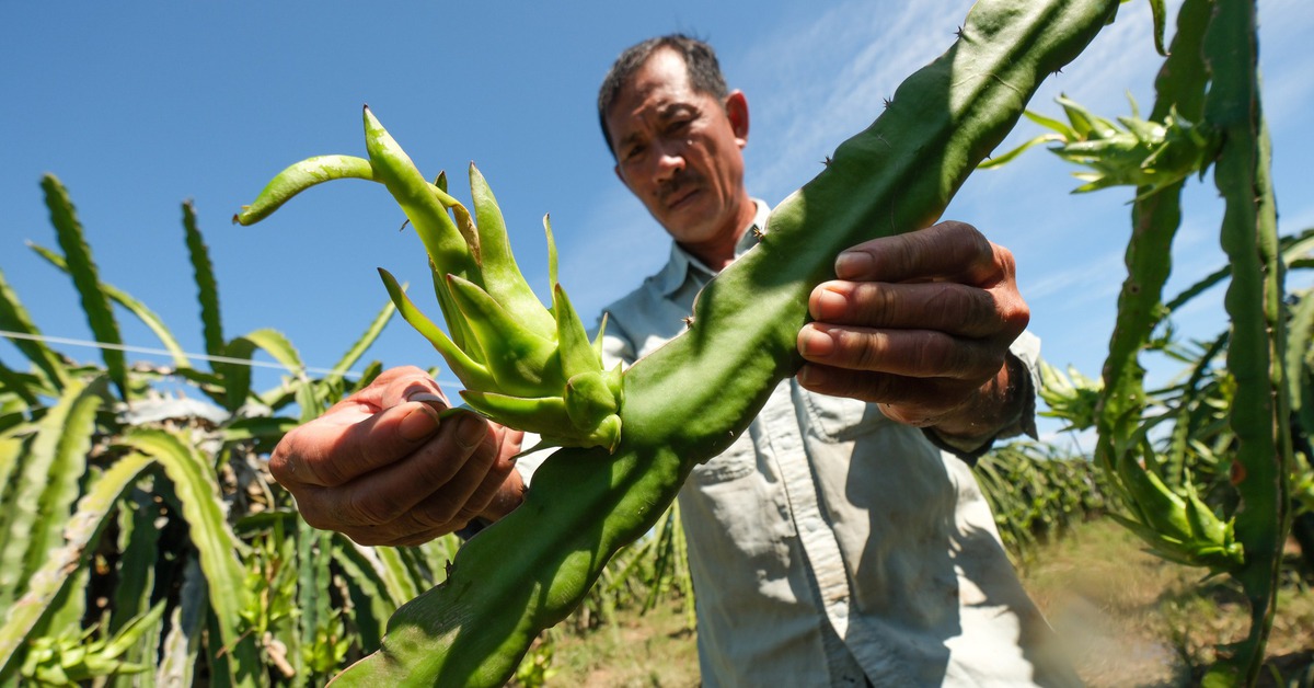 Nhà vườn thanh long Bình Thuận mất trắng vì lũ