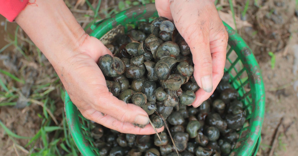 Người dân Đà Nẵng bắt cả tạ ốc bươu vàng, thu bộn tiền mỗi ngày