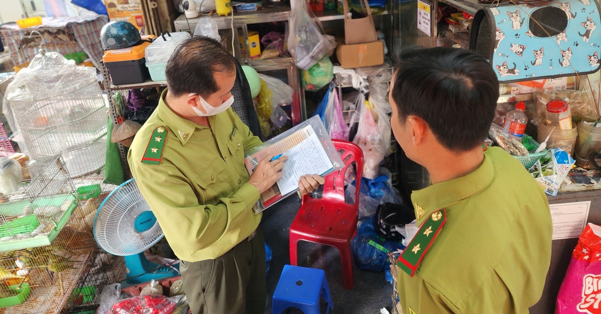 Phát hiện 341 chim cảnh trong cửa hàng không có hồ sơ hợp pháp
