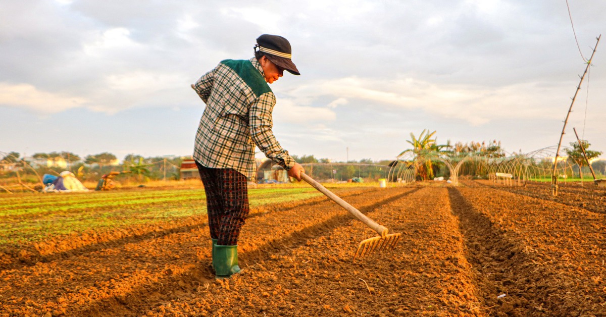 Giá rau xanh chợ Đà Nẵng tăng cao, giá ớt trên trời 150.000 đồng/kg