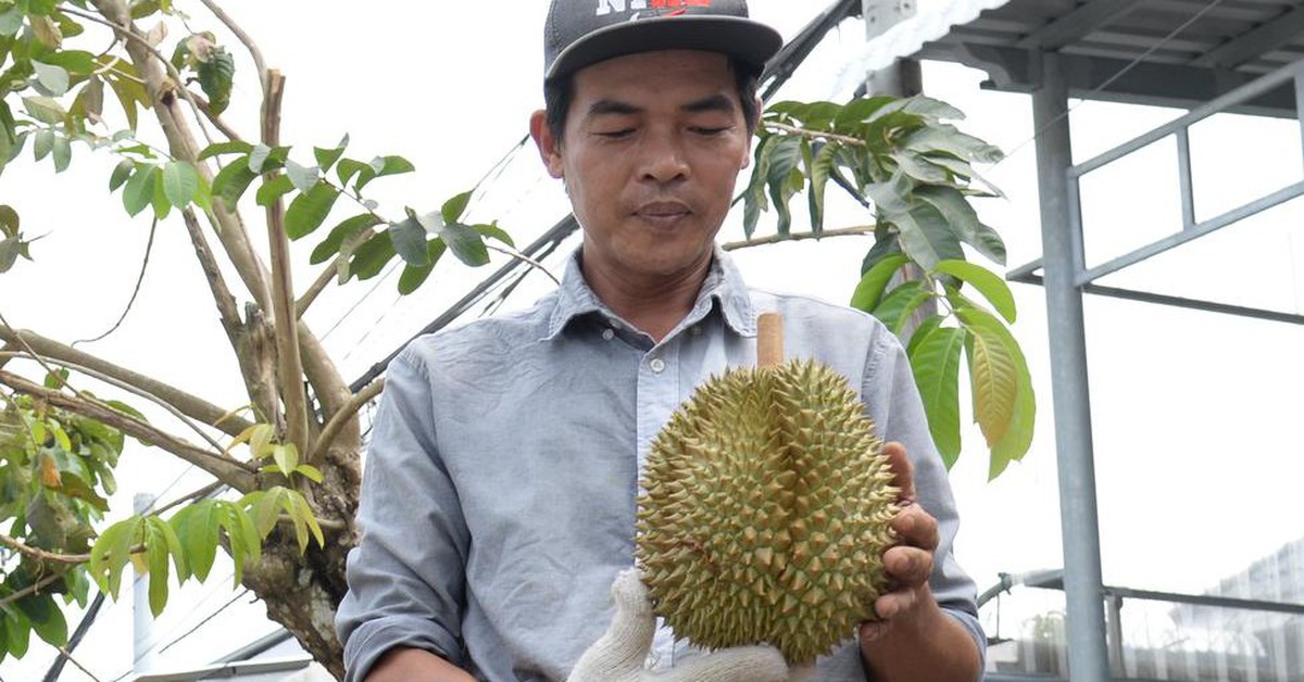 Nông dân Đồng Tháp vào vụ thu hoạch sầu riêng nghịch mùa, giá lên xuống theo ngày