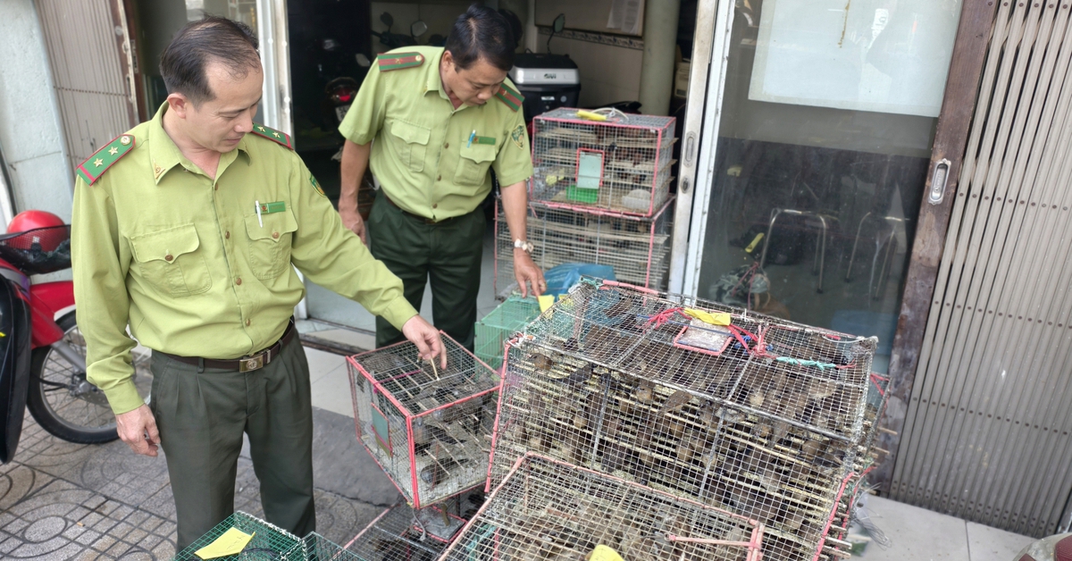5 người bày bán 1.000 con chim không có hồ sơ hợp pháp bị phạt 7 triệu đồng