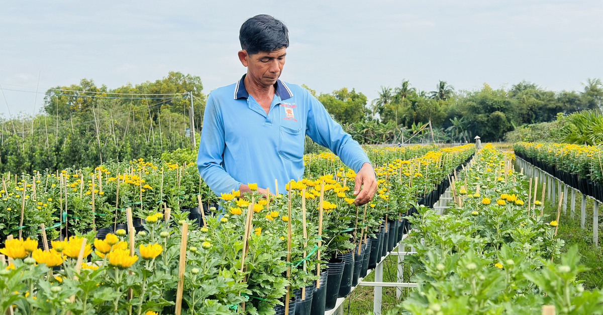 Dự kiến giá hoa Tết ở làng hoa Sa Đéc sẽ tăng do chi phí chăm sóc cao