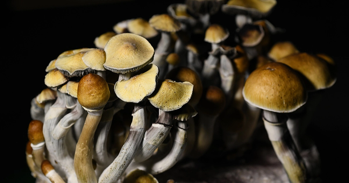 Nước châu Âu đầu tiên cho phép dùng nấm 'ma thuật' chữa trầm cảm