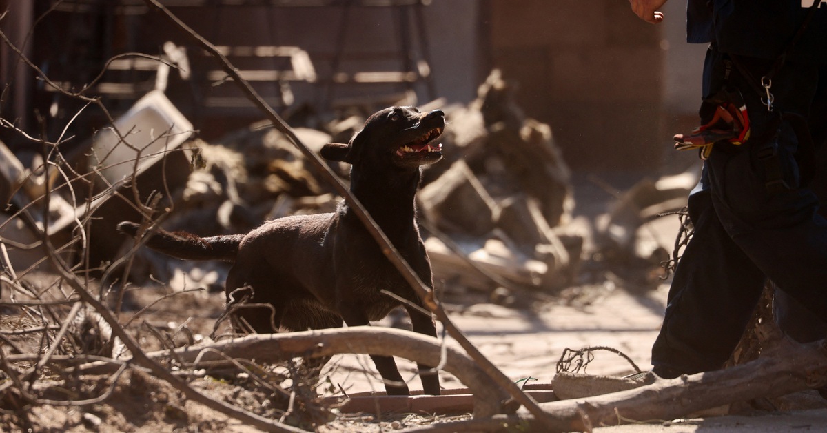 Chuyện về những chú chó xả thân cứu người