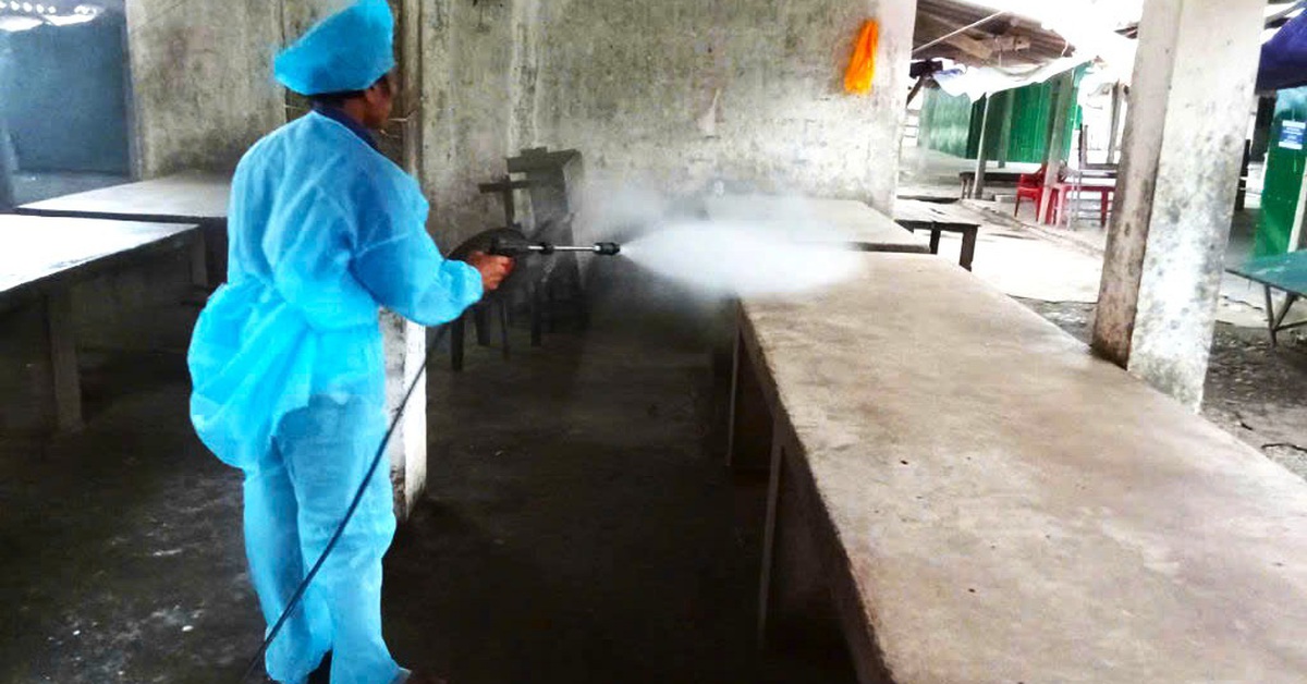 Ráo riết phòng chống dịch tả heo châu Phi - Tuổi Trẻ Online