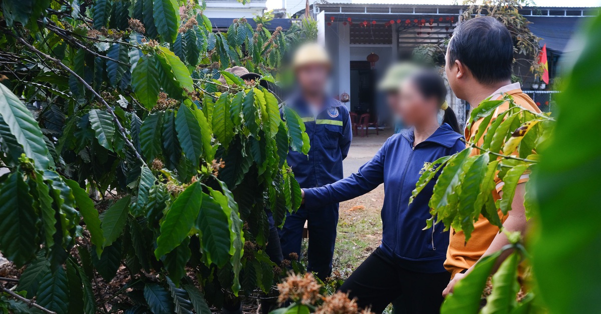 Vụ đóng bảo hiểm xã hội bằng cà phê: Luật sư phân tích - Tuổi Trẻ Online