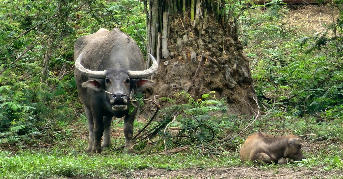 tuoitre.vn