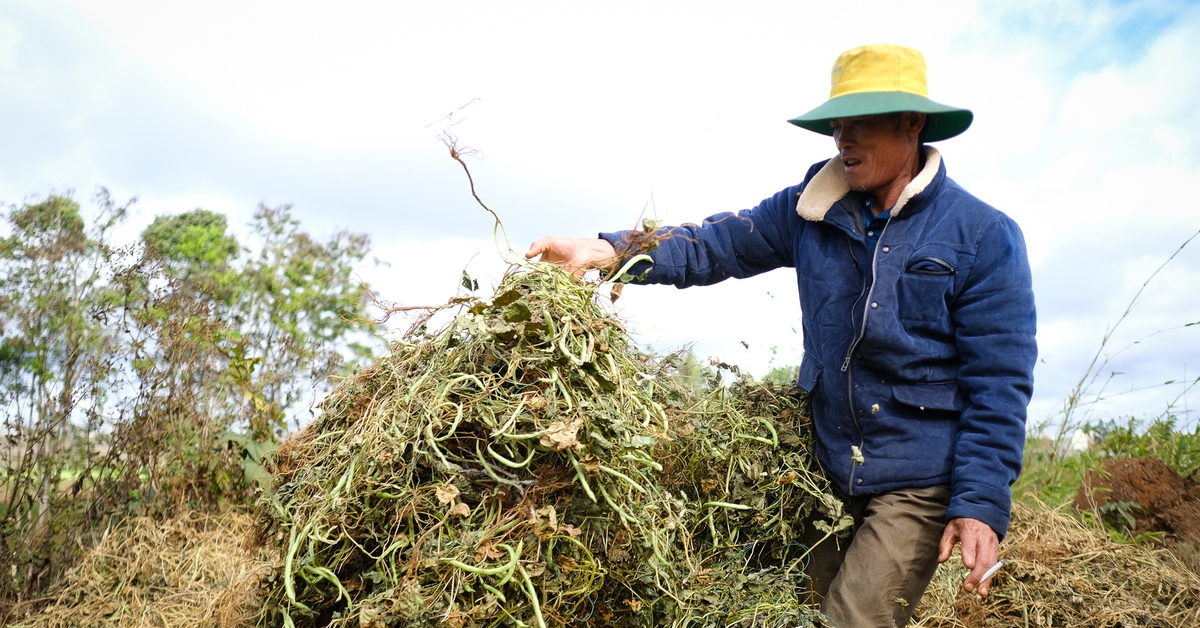 Nhiều loại rau rớt giá thê thảm chỉ còn 1.000 đồng/kg, nông dân khóc ròng