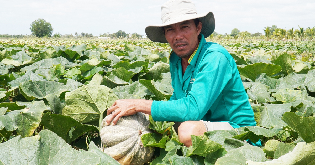Nông dân Cà Mau sản xuất ‘thuận thiên’