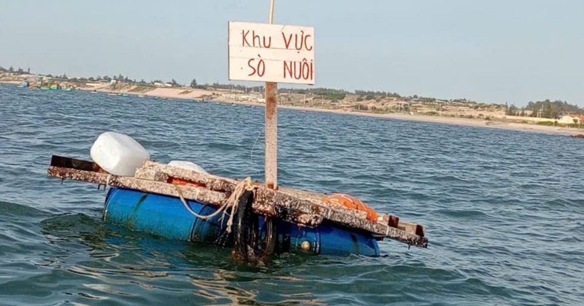 Bình Thuận chấn chỉnh việc thả cội chà, lồng bè nuôi sò tự phát dưới biển