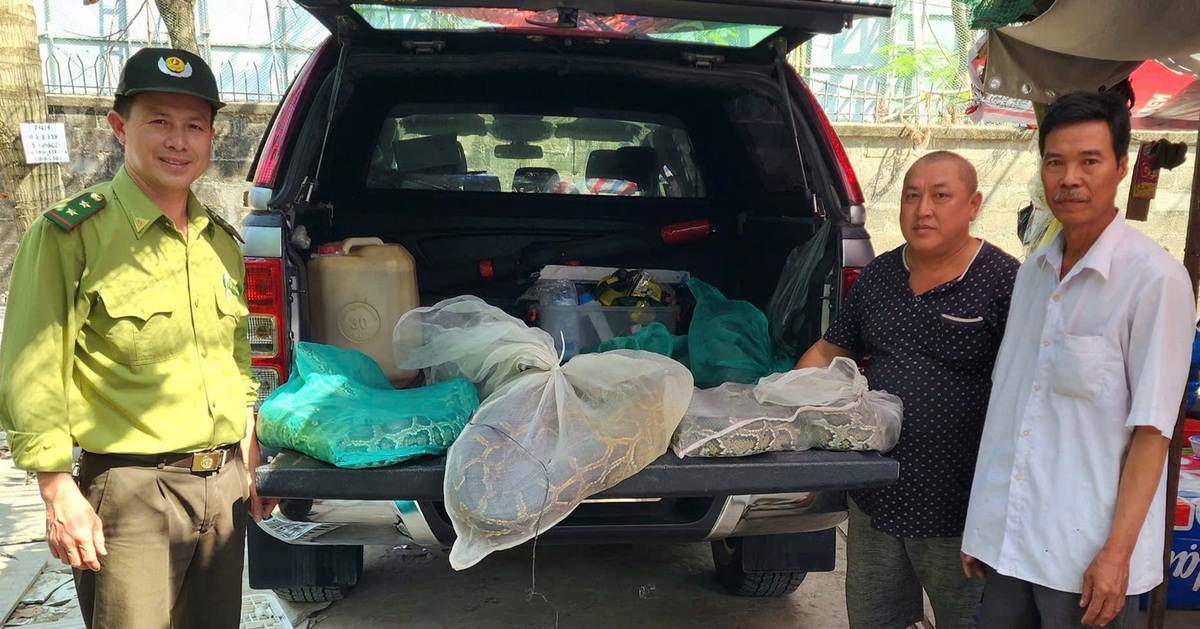 Người dân Thủ Đức giao ba con trăn đất lớn cho kiểm lâm