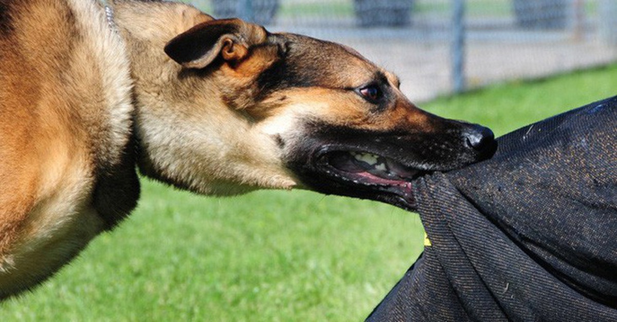 Cụ bà 89 tuổi ở Tây Ninh tử vong, nghi bị chó dại cắn - Tuổi Trẻ Online