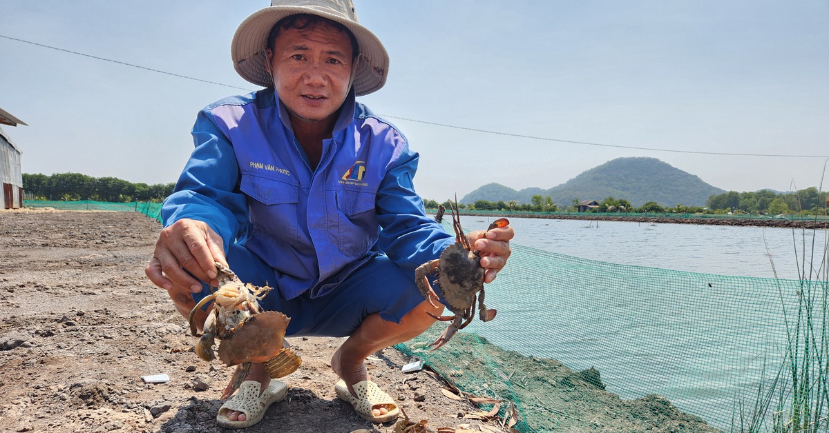 Dân nuôi tôm cua tố vựa hải sản xả nước thải ô nhiễm - Tuổi Trẻ Online