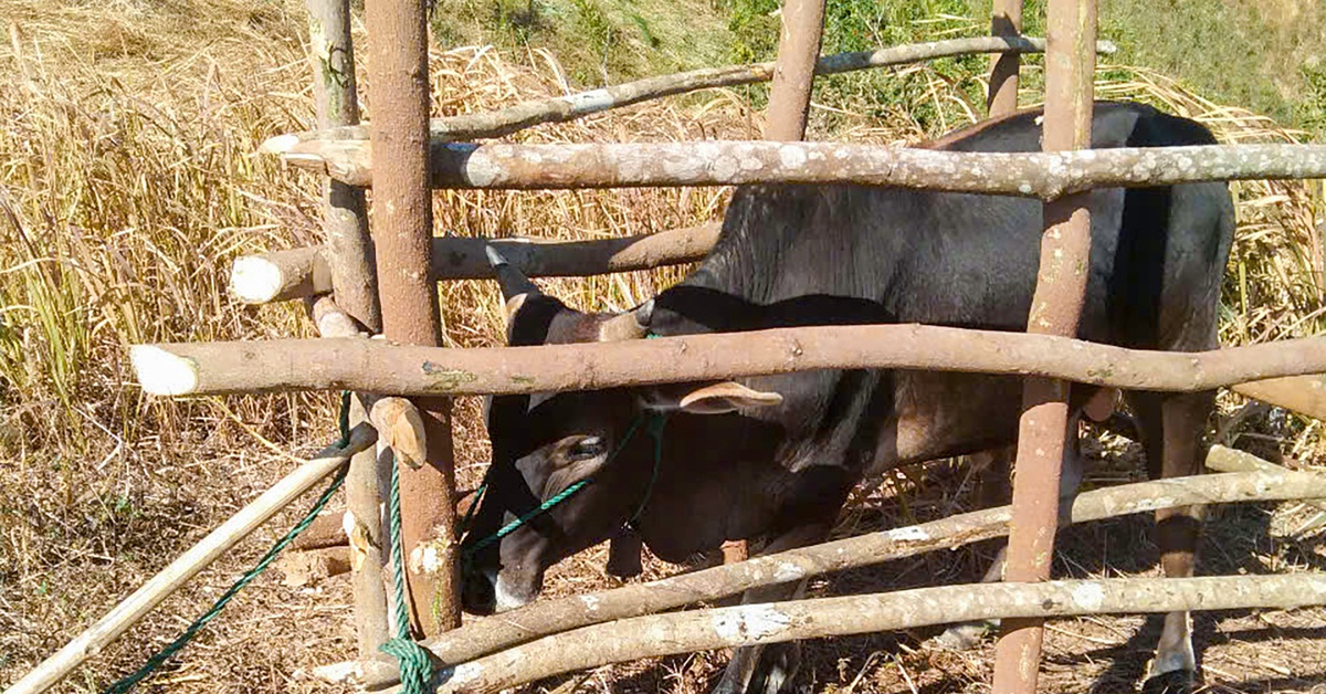 Bệnh lở mồm long móng trâu bò bùng phát tại Kon Tum - Tuổi Trẻ Online