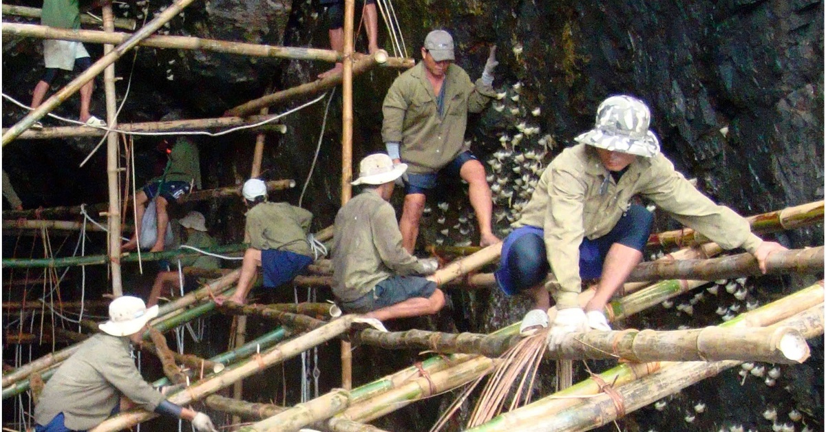 Đưa "vàng trắng" Việt Nam chinh phục thế giới
