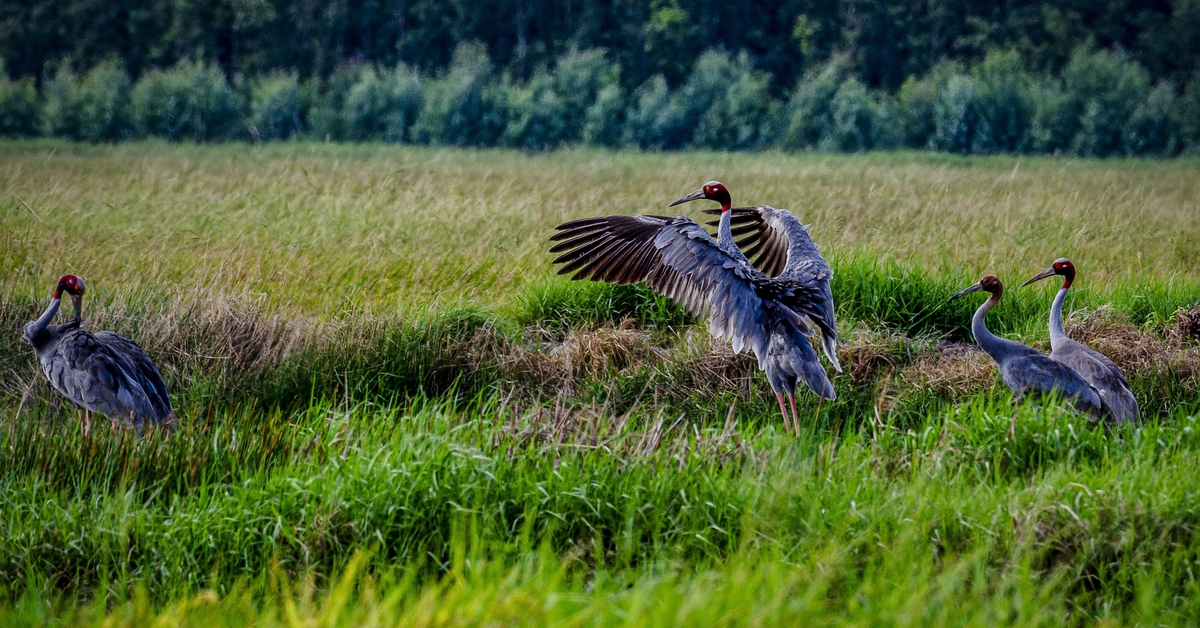 Sếu đầu đỏ về kiếm ăn, ngủ lại vùng đệm Khu bảo tồn Phú Mỹ