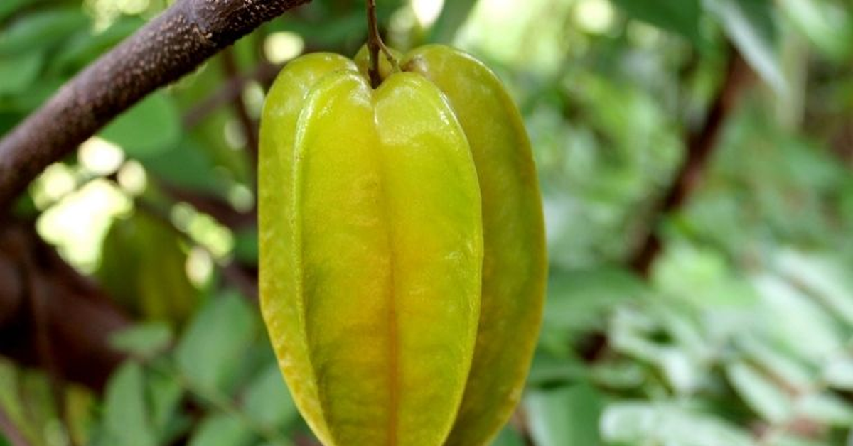 Ăn khế được vitamin, chất khoáng và chất xơ, rất tốt cho hệ tiêu hóa và tim mạch