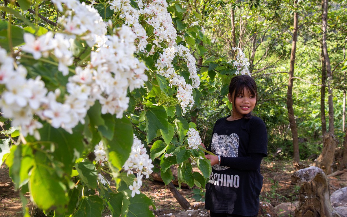 Mùa hoa muôn sắc trên đỉnh Sa Mù ở tây Trường Sơn