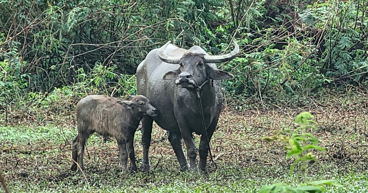 tuoitre.vn