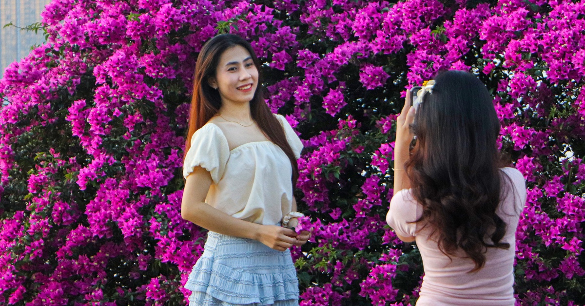 Tháng 3 về, ngắm hoa giấy bung nở dọc bờ sông Hàn - Tuổi Trẻ Online