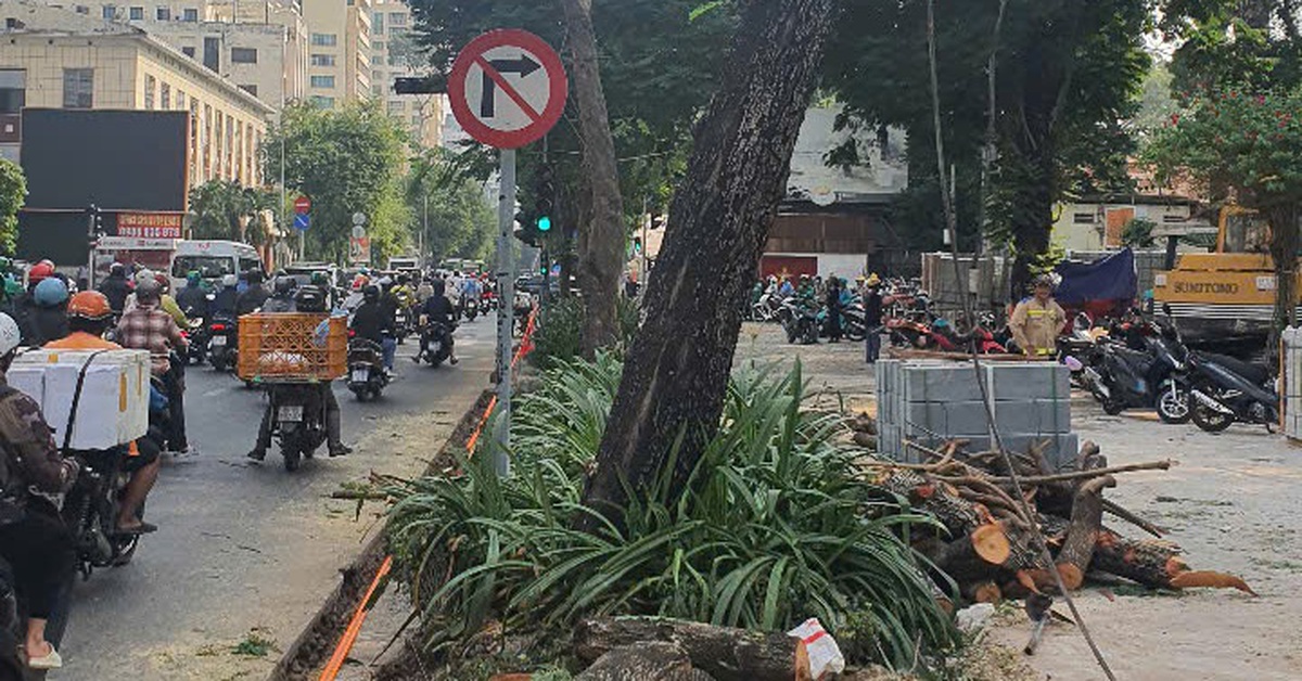 Thi công vỉa hè làm ảnh hưởng rễ cây xanh, nhà thầu nói: 'Không tránh khỏi làm đứt rễ cây'