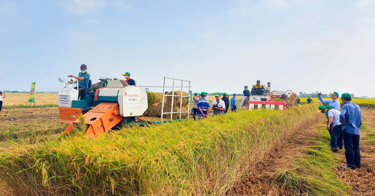 Cần nâng cao năng lực và vai trò của hợp tác xã để thực hiện đề án 1 triệu ha lúa