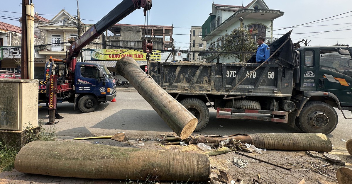 Vụ 'bỏ mặc' cả tháng trời cây xanh đã cắt: Di dời cây xuyên đêm