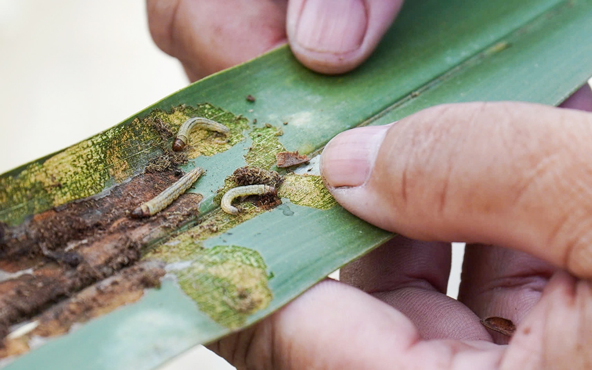 Thả 285 triệu con ong ký sinh ra môi trường để bảo vệ vườn dừa Bến Tre