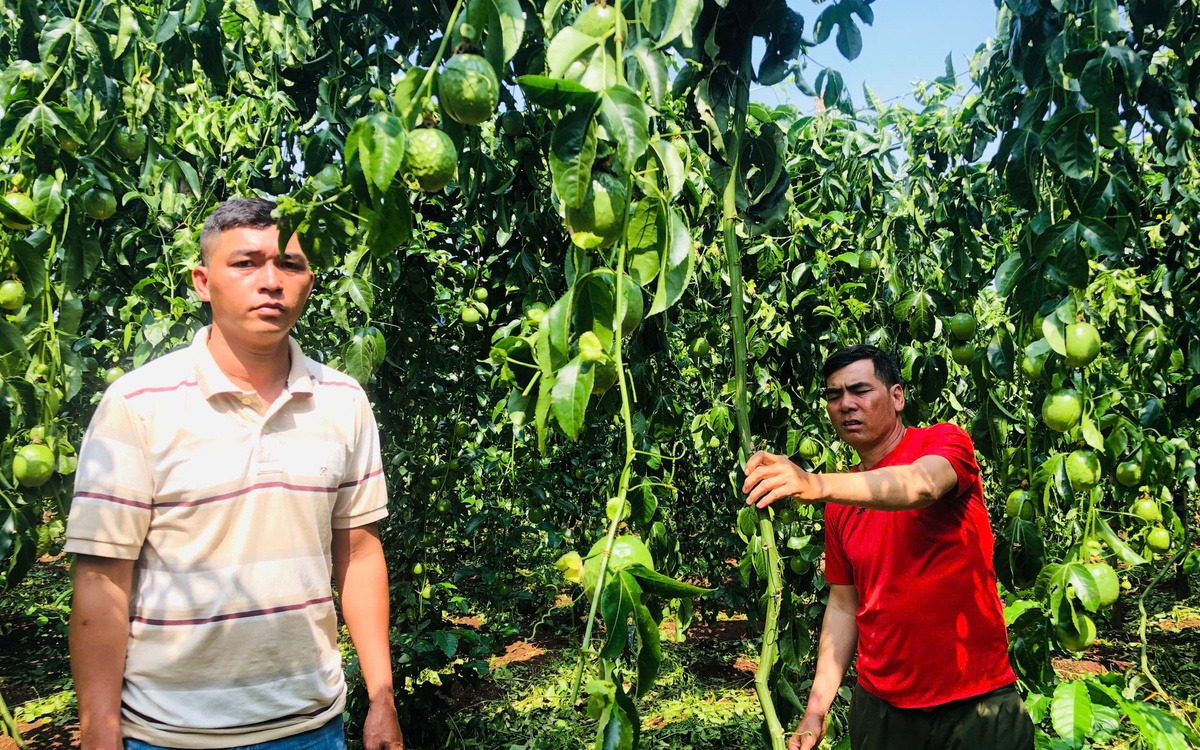 Kẻ xấu cắt gốc, phá vườn chanh sắp thu hoạch, công an đang truy tìm