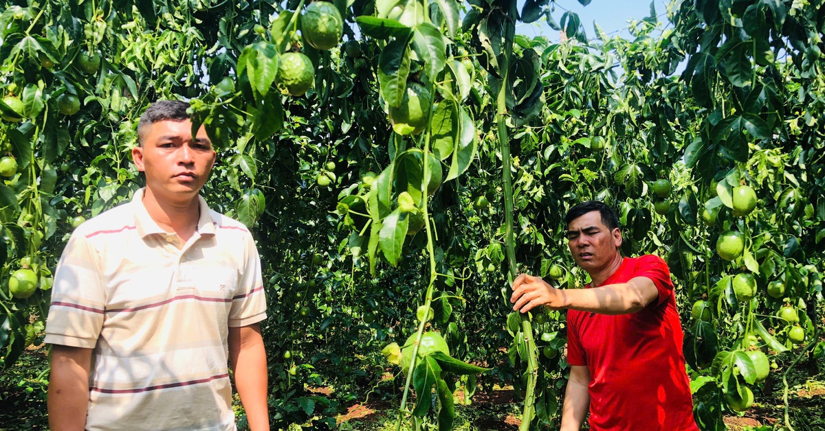 Kẻ xấu cắt gốc, phá vườn chanh sắp thu hoạch, công an đang truy tìm
