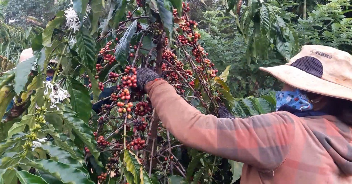 Giá cà phê Arabica đang tăng, cà phê trong nước cao nhất 135.200 đồng/kg