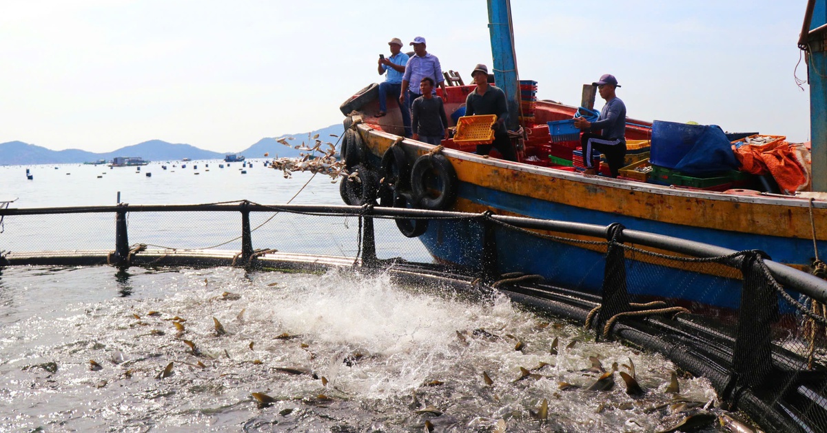 Khánh Hòa thí điểm nuôi biển xa bờ 3- 6 hải lý