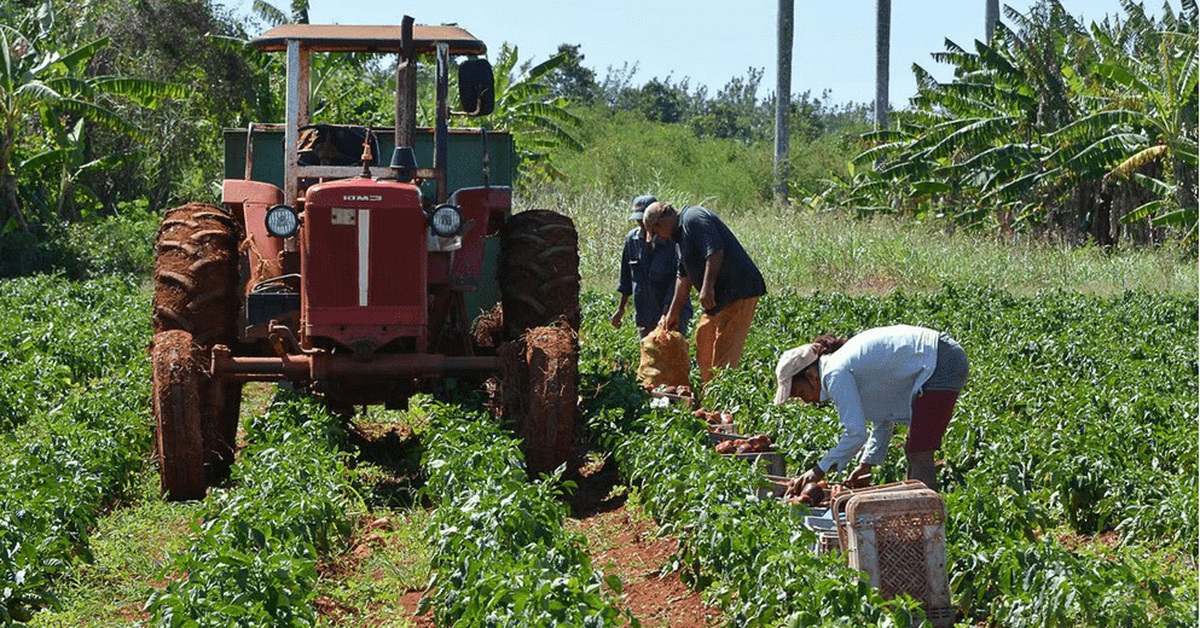 tuoitre.vn