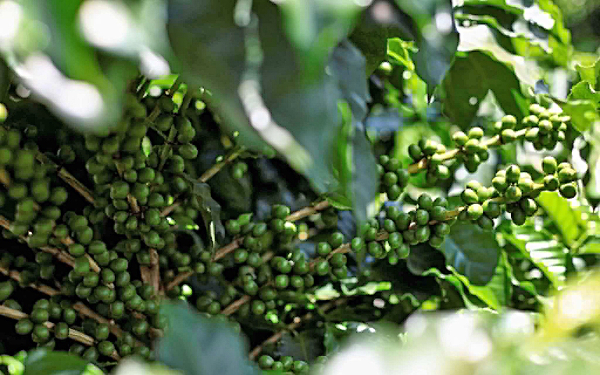 Giá cà phê toàn cầu tăng sốc, người dùng sẽ ngưng uống cà phê?