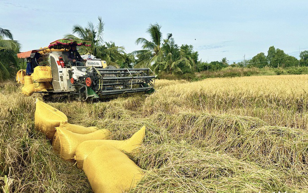 Ngăn giá lúa gạo chập chờn