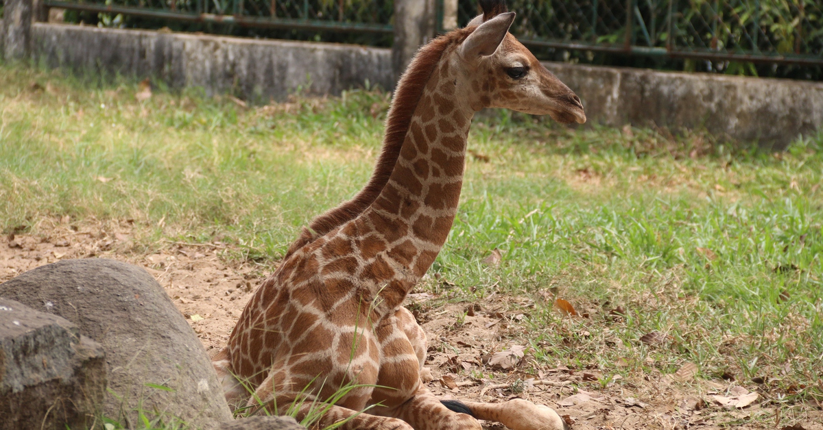 Hàng trăm người mừng 'đầy tháng' hươu cao cổ Thái Anh tại Thảo cầm viên