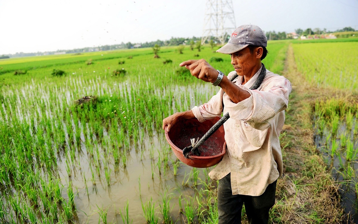 Nông dân lại gặp khó với giá phân bón kali, DAP