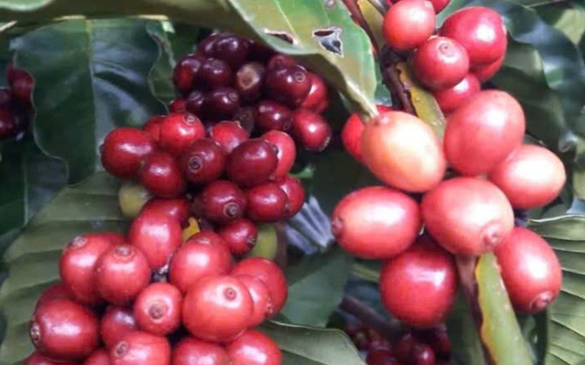 Giá cà phê có dấu hiệu tăng lại sau khi Mỹ hoãn áp thuế