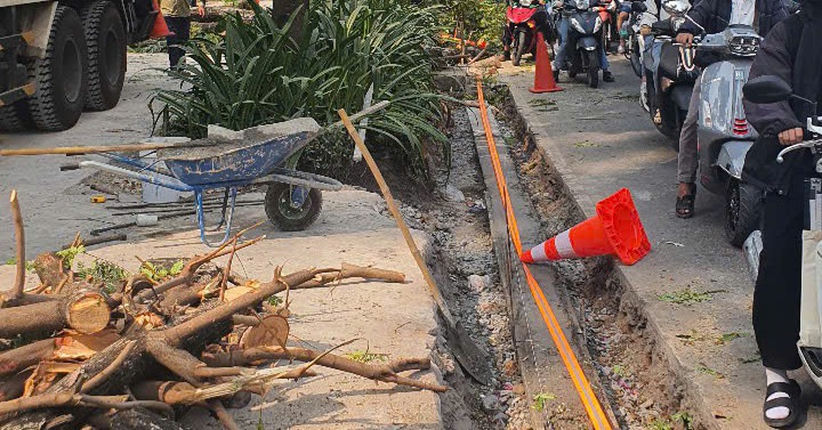 Xử lý nhà thầu xâm hại cây xanh tại quận 1 vì 'chặt rễ cây khi chưa được cấp phép'