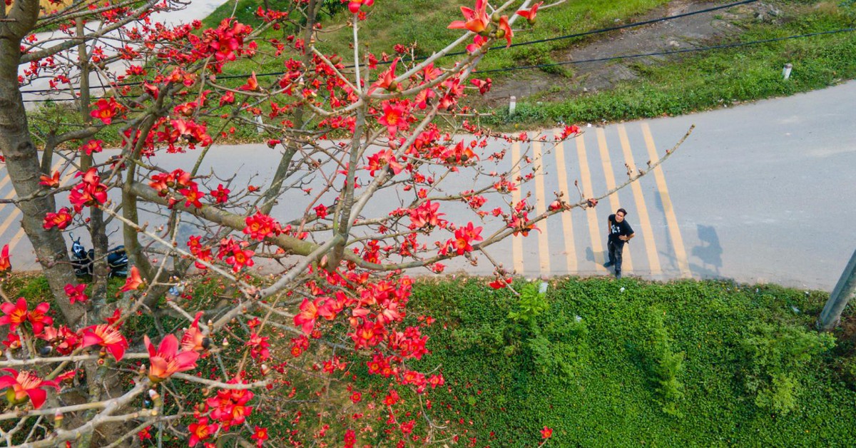 Mãn nhãn với vòm trời rực lửa từ cây gạo cô đơn 40 năm tại Vĩnh Phúc