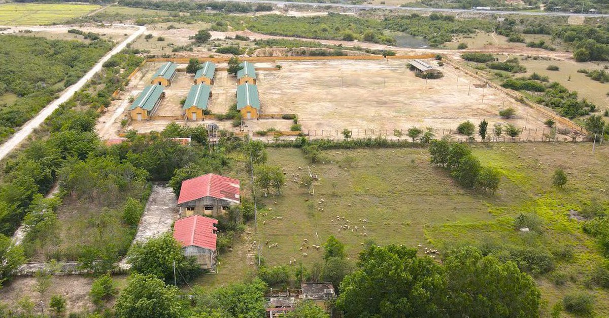Trạm nhân giống dê cừu rộng 50ha, chỉ nuôi 500 con cừu