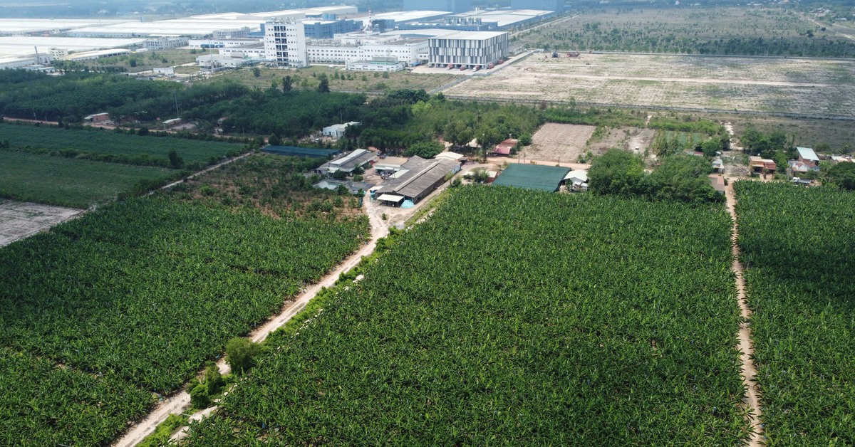 Vườn chuối 50 tỉ của ‘vua chuối’ Út Huy sắp bị thi hành án: Rút kháng nghị có đủ cơ sở?